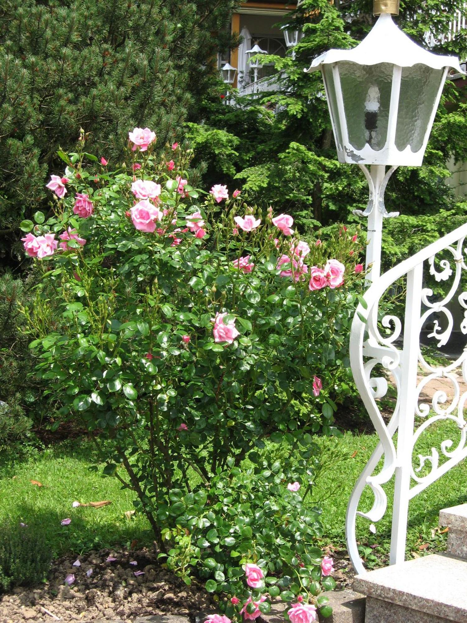 Silberkoenig Schwarzwald Hotel & Restaurant Ringhotel Gutach im Breisgau ภายนอก รูปภาพ